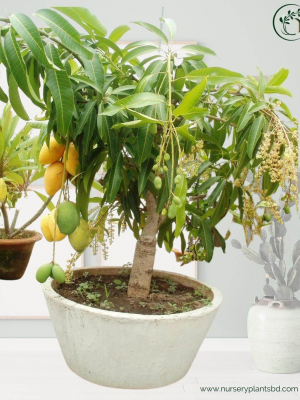 %Title 2023 বনসাই আম গাছ (Bonsai Tree)