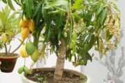 বনসাই কি? বনসাই গাছ বানানোর পদ্ধতিসহ যাবতীয় বিষয়