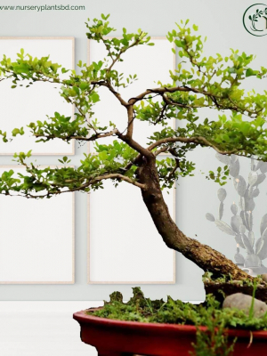 %Title 2023 বনসাই কদবেল গাছ (Bonsai Tree)