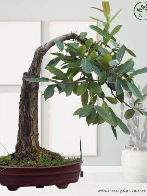 %Title 2023 বনসাই জাম গাছ (Bonsai Tree)