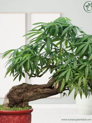 %Title 2023 বনসাই কাঠ বাদাম গাছ (Bonsai Tree)