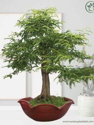 %Title 2023 বনসাই তেঁতুল গাছ (Bonsai Tree)