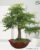 বনসাই তেঁতুল গাছ (Bonsai Tree)