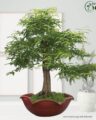 বনসাই তেঁতুল গাছ (Bonsai Tree)