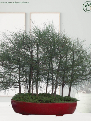 %Title 2023 বনসাই পবন ঝাউ গাছ (Bonsai Tree)