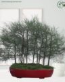 বনসাই পবন ঝাউ গাছ (Bonsai Tree)