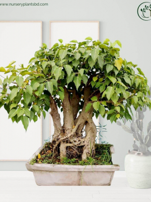 %Title 2023 বনসাই পাকুর বট গাছ (Bonsai Tree)