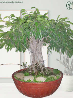 %Title 2023 বনসাই ফাইকাস গাছ (Ficus Tree)