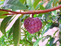 লাল শরিফা ফল