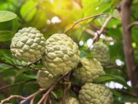 শরিফা ফলের ছবি