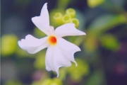শিউলি ফুলের ছবিঃ শিউলি ফুল
