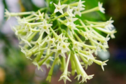 হাসনাহেনা ফুল: হাসনাহেনা ফুলের ছবি